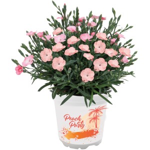 Goździk brodaty Peach Party w doniczce, delikatne różowe kwiaty. Dianthus na balkon i do ogrodu.