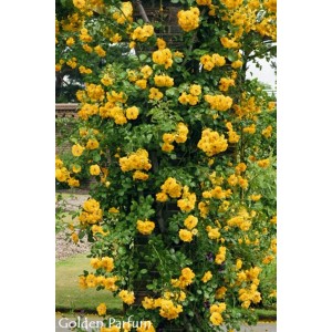 Żółta róża rabatowa t.b.t. z obfitymi kwiatami na łuku różanym.