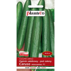 Opakowanie nasion ogórka sałatkowego 'Caruso' od Plantico, z zielonymi ogórkami.