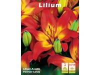 Lilia - Lilium asiaticum Forever Linda 1 szt.