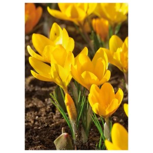 Żółte krokusy (Cebulki kwiatowe) kwitnące na rabacie.