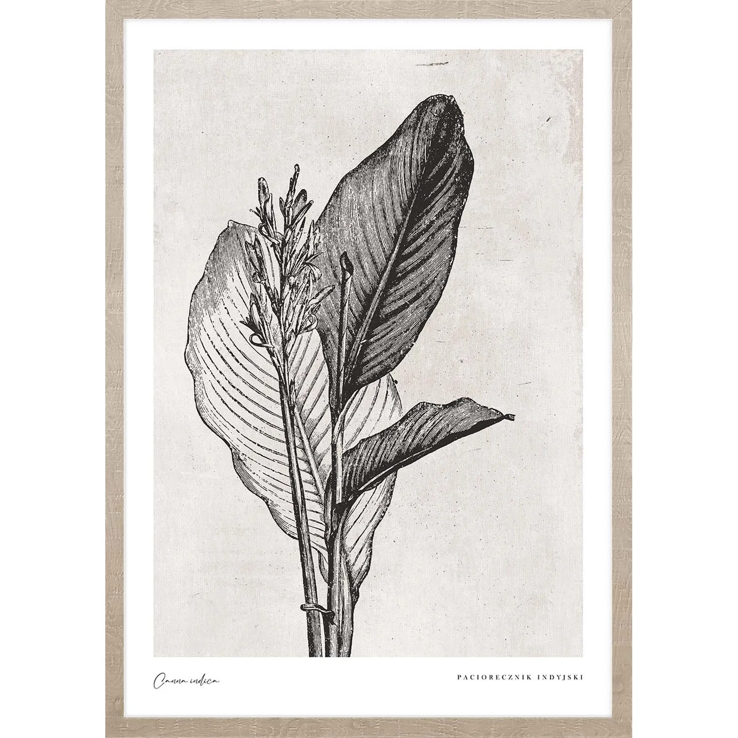 ARS LONGA Obraz CANNA INDICA LEAVES 53 x 73 cm