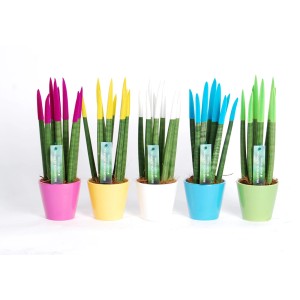 Różnokolorowe rośliny t.b.t. w kolorowych doniczkach, dekoracyjny dodatek do każdego pomieszczenia.