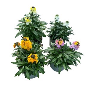 Różnokolorowe cieniolubne rośliny t.b.t. w doniczkach.