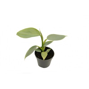 Roślina doniczkowa t.b.t. z zielonymi liśćmi.