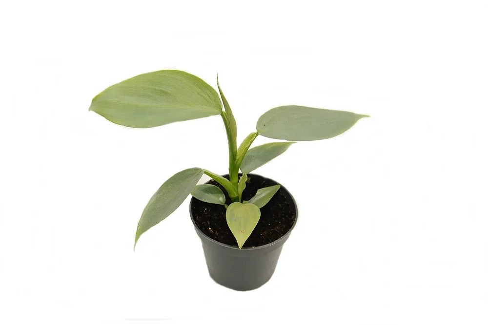 Filodendron (Philodendron Silver Dust) - don. 6 cm