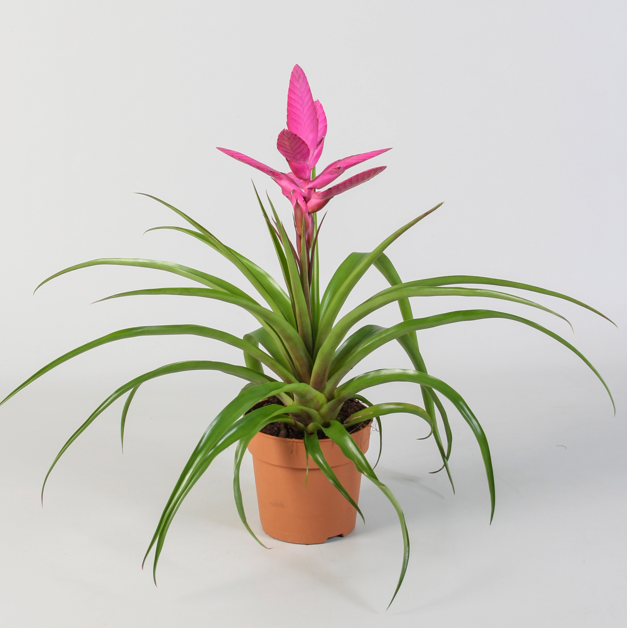 Tillandsia 'Antonio