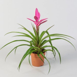 Tillandsia/Bromelia w doniczce z różowym kwiatem i zielonymi liśćmi.