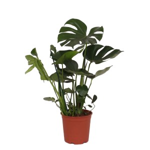 Monstera dziurawa (Monstera deliciosa) - don. 21 cm