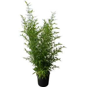 Bambus Bisseta (Phyllostachys bissetii) w doniczce, ok. 26 cm Ø, zimozielony żywopłot.
