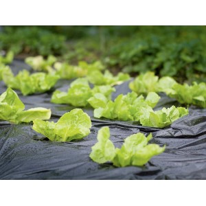 Czarna folia do mulczowania (10 m x 1,5 m) na grządce z sałatą.