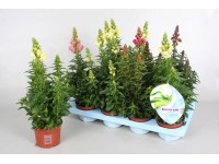 Wyżlin (Antirrhinum Majus) mix wys. 30-35cm