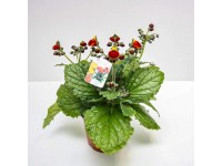 Calceolari Calynopsis - Pantofelnik mix