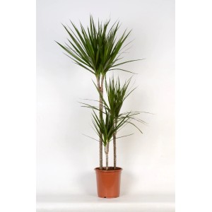 Dracena (Dracaena Marginata) z 3 pniami w doniczce, dekoracyjna roślina doniczkowa GROW by OBI.