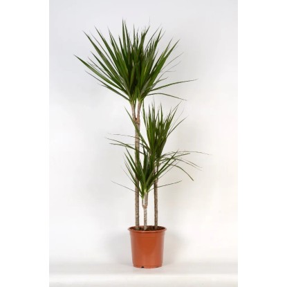 Dracena (Dracaena Marginata) - don. 21 cm