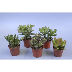 Różne sukulenty t.b.t. w brązowych doniczkach.