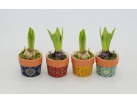 Hiacynt w orientalnej osłonce don. 7cm