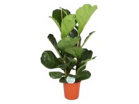 Fikus dębolistny (Ficus Lyrata) - wys. ok. 140, don. 27 cm