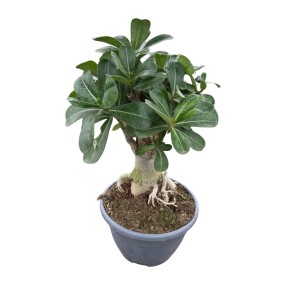 Róża pustyni (Adenium obesum) don. 20 cm