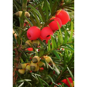 Zbliżenie cisa (Taxus) z czerwonymi jagodami i zielonymi igłami.