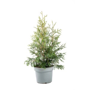 Młody żywotnik Brabant w doniczce, zielone igły.