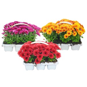 Różnokolorowe chryzantemy (t.b.t.) jako roślina stojąca w doniczce.