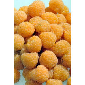 Zbliżenie na żółte maliny (Maliny).