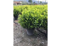 Laurowiśnia Novita kula - wys. 50-60 cm