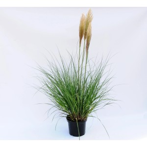 Trawa pampasowa w doniczce: Dekoracyjna, zielona roślina ozdobna z jasnymi kwiatostanami.
