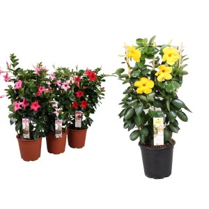 Kwitnąca roślina t.b.t. w różnych kolorach w doniczce.