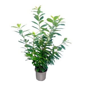 Młoda, zielona laurowiśnia wschodnia Novita w doniczce.