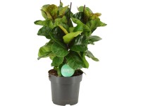 Figowiec (Ficus lyrata Bambino) - don. 21 cm