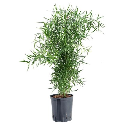 Szparag sierpowaty (Asparagus Falcatus) don. 19 cm