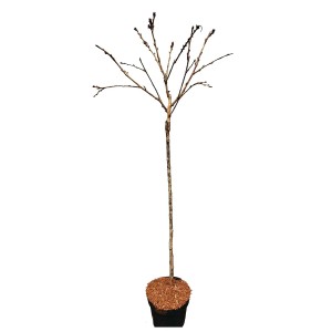 Wiśnia Japońska na pniu (Prunus serrulata) wys. 120 cm - don. 21 cm