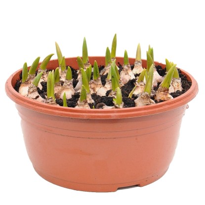 Szafirki mix odmian (Muscari spp.) don. 21 cm