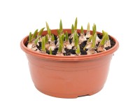 Szafirki mix odmian (Muscari spp.) don. 21 cm