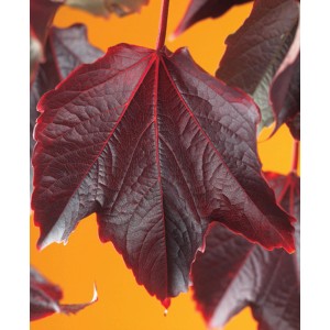 Zbliżenie: Czerwony liść OBI winobluszczu pięciolistnego (Parthenocissus veitchii).