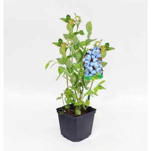 Młoda roślina borówki w doniczce z zielonymi liśćmi i niebieskimi jagodami.