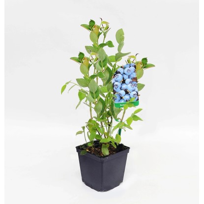Borówka wysoka - mix odmian - don. 9 cm