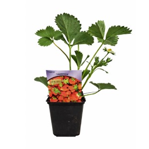 Poziomki i truskawki rozsada mix don. 9 cm