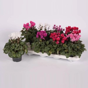 Różnokolorowe fiołki alpejskie (Fiołek alpejski) w kolorach białym, różowym i czerwonym z zielonymi liśćmi.