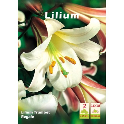 Lilia Regale 2 szt.