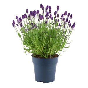 Kwitnąca lawenda w doniczce. Dekoracyjne, fioletowe kwiaty na rabaty i balkony.