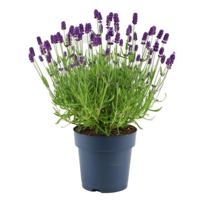 Lawenda (Lavandula Felice  Blue) don. 12 cm
