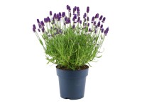 Lawenda (Lavandula Felice  Blue) don. 12 cm