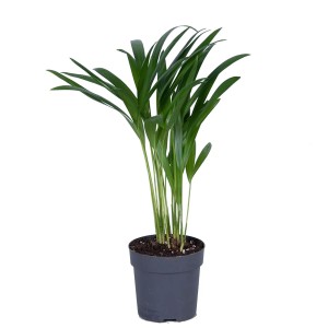 Palma Areka Dypsis areca wys. 37cm