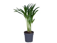 Palma Areka Dypsis areca wys. 37cm