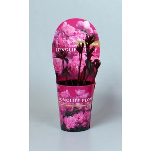 t.b.t. kwitnąca roślina w doniczce z różową etykietą.