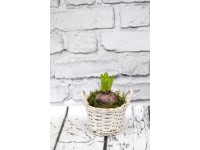 Kompozycja biały kosz hiacynt