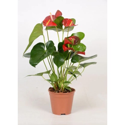 Anturium (Anthurium) Andreanum czerwień wielka - don. 14 cm